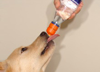 Pet Top Portable Drinking Device